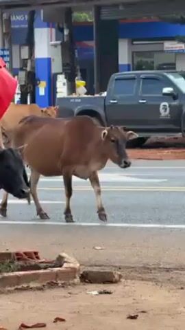 The video shows a small herd of cattle crossing a paved road in front of a gas station. The cattle are of varying colors, including brown and black. A black pickup truck is parked on the opposite side of the road. One of the cows stops to eat some greenery near the roadside. The setting appears to be a rural area, with a gas station as the main structure visible in the background.