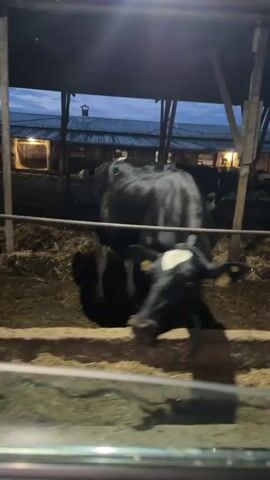 A moving vehicle records cows in a pen at a farm in the early morning. The first shot, taken from a car in motion, shows a black and white cow walking past the car. The camera continues moving, showing the vehicle's side mirror. The last shot, still from the moving car, shows several black and white cows eating hay from a trough in their pen. The light is dim, indicating it is early morning. There are wooden pillars holding up a roof over the pen, and a building can be seen in the background.