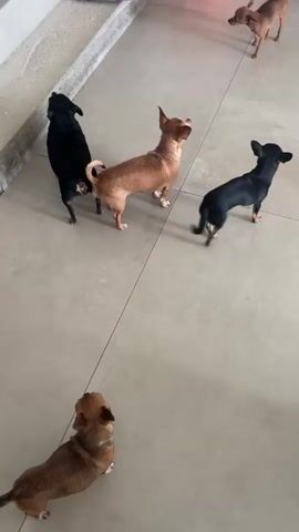 The video shows six small dogs running around on a light-colored tile floor. There are four brown dogs and two black dogs. The dogs seem to be playful, as they are chasing each other and wagging their tails. At one point, a pair of white shoes comes into view. The room is well-lit and appears to be a modern living space.