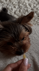 Yorkshire Terrier enjoys quiet moment with owner in Krasnoyarsk