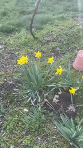 The video begins with a close-up of yellow daffodils growing in a grassy area with an overturned flower pot nearby. The camera then pans up to show a trellis-like structure made of wooden branches, with a blue table and chairs visible underneath.  The camera continues to move upwards, showing the branches against a bright blue sky. Finally, the camera pans to show a cultivated garden plot with bare trees in the background and a small building in the distance. The scene is set in an outdoor environment.