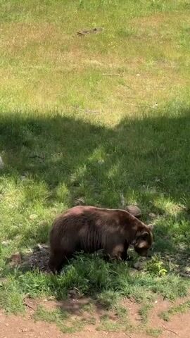 A brown bear is seen eating in a grassy area with trees and distant mountains in the background. The bear is near a dirt patch under the shade of trees. The green field stretches upwards towards a line of trees and beyond them, snow-capped mountains are visible under a blue sky with some clouds.