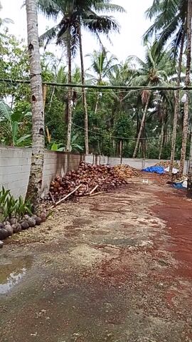 The video shows a pile of coconuts outside a building. The coconuts are brown and have been husked. They are piled on the ground next to a wall made of concrete blocks. There are several coconut trees in the background. The ground is dirt and there are some plants growing near the wall. The video is filmed at an angle, as if the camera is being held sideways.