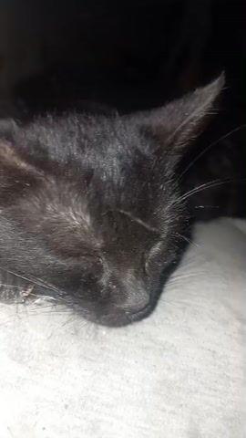 This video shows a close-up of a black kitten sleeping. The kitten is lying down with its eyes closed. Its fur appears to be a dark, shiny black. The background is dark and out of focus, making the kitten the primary subject of the video. The kitten is resting on a textured surface, likely fabric, which appears to be light gray.