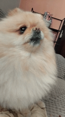 Pomeranian Dog Photographed Multiple Times in Apriltsi, Bulgaria