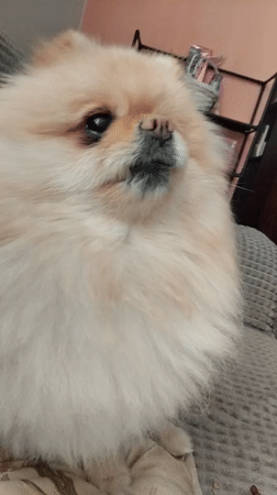 Pomeranian Dog Photographed Multiple Times in Apriltsi, Bulgaria