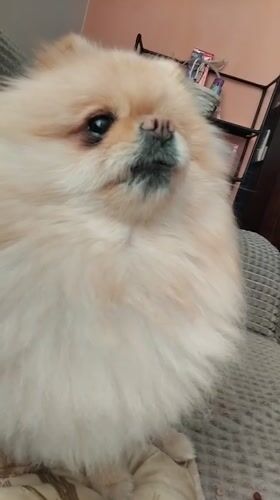 Pomeranian Dog Photographed Multiple Times in Apriltsi, Bulgaria