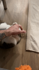 Tattooed owner plays with cat while dog watches in Laval