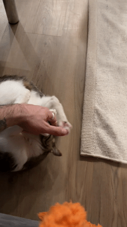 Tattooed owner plays with cat while dog watches in Laval