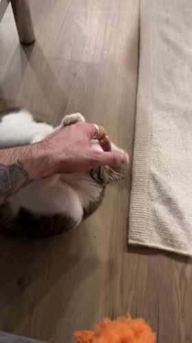 Tattooed owner plays with cat while dog watches in Laval