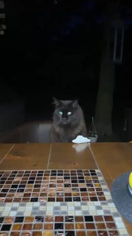 A brown cat with glowing green eyes sits at a table in the dark. The cat turns its head and body, revealing its fluffy fur. There is a small white object on the table in front of the cat. The table has a tiled edge with brown and black squares. In the background, there is a tree with a lantern hanging from it, and darkness.