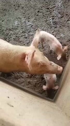 The video shows a sow and three piglets in a muddy enclosure. The sow is light pink and lying down. One piglet is snuggling under her head, while the other two are standing nearby, rooting in the mud. The enclosure appears to be made of concrete and is filled with a dark, wet mud.