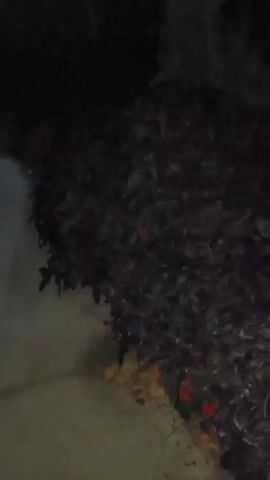 The video shows a close-up, shaky view of dark foliage at night. A pathway is visible in the lower left corner, with a slight sheen suggesting moisture. The leaves of the plants are a deep, dark color, appearing almost black in the low light. Scattered amongst the dark leaves are some small, bright red elements, possibly flowers or berries. The background is almost entirely black, with a hint of lighter green foliage visible in the upper right corner. The camera movement is erratic, making it difficult to discern specific details or identify any potential subjects.