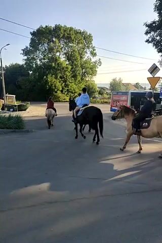 Three people are riding horses down a paved street. The person on the right is riding a light-colored horse, and the person in the middle is riding a dark-colored horse. The person on the left is riding a light-colored horse. The horses are walking in the same direction. A bus is parked on the right side of the street. There is a tree on the left side of the street. The sky is blue.