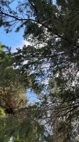 A downward angle shot shows a dirt path with wooden steps leading upwards through a forest. Sunlight filters through the trees, illuminating the scene. The path is flanked by dense green foliage and tall trees. The sky is visible in the background, with some clouds. The camera angle is static, and there are no people or animals visible in the frame.