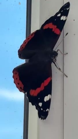 A butterfly with black wings, red bands, and white spots rests on a vertical white surface, positioned to the right of a window with a blue sky visible through it. The butterfly is oriented vertically, with its head facing upwards and its wings spread open. Its body is dark, and its legs are visible, gripping the surface. The surface it rests on appears to be a window frame or ledge, with a few small brown specks scattered on it. The overall lighting suggests daylight.