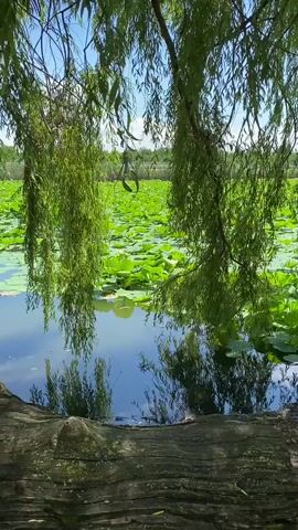 A picturesque natural scene unfolds by a tranquil body of water, likely a pond or lake, teeming with lush green lily pads. The water reflects the bright blue sky and the overhanging branches of a weeping willow tree, creating a serene and immersive atmosphere. The weeping willow's long, graceful branches drape down, framing the view and adding a sense of depth and tranquility to the scene.

On the bank of the water, a few dark-colored ducks are visible. One duck is partially obscured by the bank's vegetation, while another is more prominent, resting near a small white dish. The ground is a mix of earth, gravel, and some dried leaves, with a large, weathered log lying horizontally in the foreground, suggesting a natural and undisturbed setting. The overall impression is one of peaceful coexistence between wildlife and nature.

The sunlight filtering through the willow branches indicates it is daytime, likely a bright and clear day, judging by the vivid green of the lily pads and the blue of the sky. The location is identified as Plastunovskaya, Russia, providing a specific geographical context for this natural landscape. No text is visible in the media file. The scene evokes feelings of peace, calm, and appreciation for the natural world.