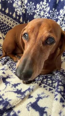 A close-up shot focuses on a brown dachshund lying on a blue and white patterned blanket. The dog's head is turned towards the camera, and its dark eyes are looking directly at the lens. Its nose is wet and black, and its ears are long and floppy. The blanket has a repeating pattern of snowflakes and deer. The lighting is soft, and the background is out of focus. The video is very short, lasting only a few seconds.