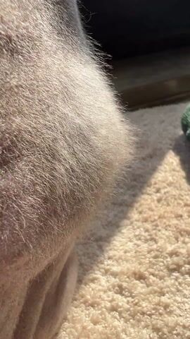A close-up shot of the wrinkled skin of a Sphynx cat transitions to a wider shot of two hairless cats sitting by a window. One is seated, facing outward, while the other is initially crouched, then stands up and moves. The window looks out onto a cityscape with green trees. The cats are on a carpet near the window, with what appears to be a green fabric item nearby. Sunlight shines into the room.