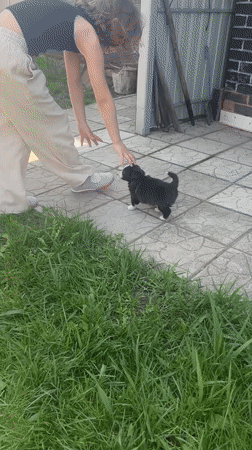 Woman plays with black and white puppy in Russian backyard