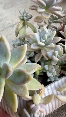 This is a close-up, eye-level, medium shot of a collection of succulents and two barrel cacti in a white planter. The succulents are varied in color, with some being a pale green and others having pink or peach undertones. They are densely packed, with some of the plants appearing to be trailing over the edge of the planter. The cacti are round and covered in spines, with one showing some red bristles. The lighting appears to be natural daylight, creating soft shadows. The background is blurred and out of focus, suggesting an outdoor setting. The video is static with no camera movement.