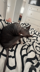 Sphynx cat grooming observed on bed in Netanya