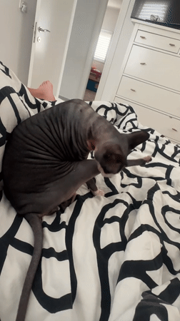 Sphynx cat grooming observed on bed in Netanya