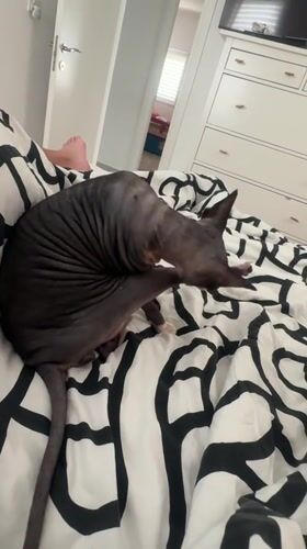 Sphynx cat grooming observed on bed in Netanya