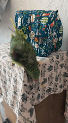 Green parrot's bath-time routine in a Bulgarian home