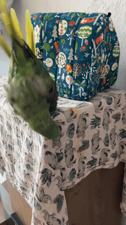 Green parrot's bath-time routine in a Bulgarian home