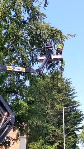 A worker in a cherry picker is pruning a large tree. Branches are falling to the ground, some of which are already scattered on the road. Another worker in an orange shirt is walking near the fallen branches on the road. Traffic cones are placed on the road, and there are signs and a gate visible in the background. The sky is clear and blue.