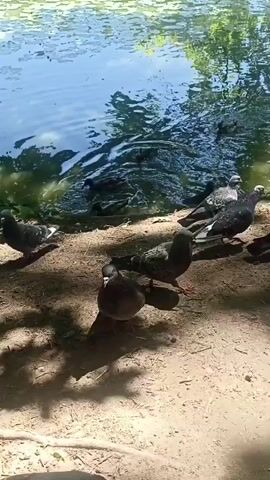 A group of pigeons are gathered on the dirt path next to a body of water. Some of the pigeons are looking towards the water, while others are pecking at the ground. In the background, there are some ducks swimming in the water. Further in the background, there are people sitting at a table under a tree. The sun is shining, casting shadows on the ground.