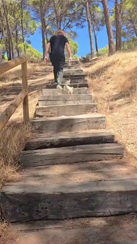 A person wearing a hat and dark clothing walks up a steep outdoor staircase composed of aged wooden beams. A small, light-colored dog follows closely behind the person on the stairs. The staircase is situated on a hillside within a forest, with dry grasses and trees lining the sides. The sky is visible and appears clear and blue.