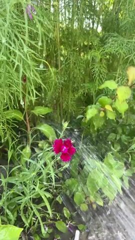 A close-up shot shows a vibrant pink flower being watered. The flower, with its delicate, fringed petals, is the focal point, positioned in the center of the frame. It is surrounded by lush green foliage, with feathery ferns on the left and broader leaves on the right. Water sprays from the right side of the image, creating a misty effect and highlighting the droplets on the leaves and petals. The overall impression is one of a garden in bloom, possibly after a rain shower or during routine watering. The lighting suggests it is daytime, with soft natural light filtering through the leaves. There is no visible text in the media.