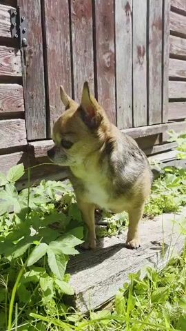 A small, tan and brown Chihuahua stands on a wooden plank in front of a weathered wooden structure. The dog is facing left with its head turned slightly towards the camera. Green foliage surrounds the plank. The dog then lowers its head and sniffs the ground. It then lifts its head and turns to face the right, sitting down on the plank.