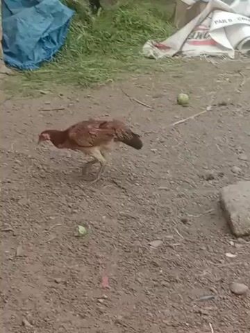 A chicken pecks at the ground in a dirt yard. In the background, a duck stands near a blue tarp and a pile of hay.
