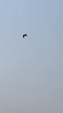 The video shows a bird flying high in the sky. The bird is a dark silhouette against the light gray sky. The bird appears to be flapping its wings as it flies.