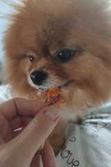 Pomeranian snack time in Trudovoye