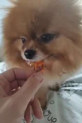 A hand holds a small, orange-colored treat in front of a small, fluffy, tan Pomeranian dog. The dog is looking at the treat and appears to be about to eat it. The background is out of focus but appears to be a bed with patterned sheets.