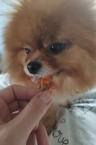 Pomeranian snack time in Trudovoye