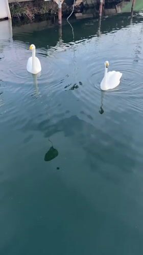 Two white swans swim in Tyumen waters