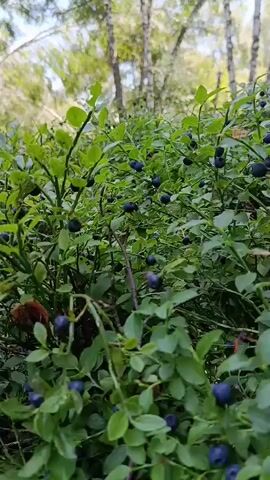 The video shows a close-up view of a blueberry bush in a forest setting. The bush is laden with ripe blueberries, which are dark blue and round. The leaves of the bush are green and oval-shaped. In the background, tall birch trees can be seen with their distinctive white bark. The sunlight filters through the leaves, creating a dappled effect on the forest floor. The camera slowly pans across the bush, highlighting the abundance of berries.