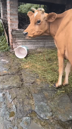 Light brown cow in an outdoor enclosure, Bhagsu, India