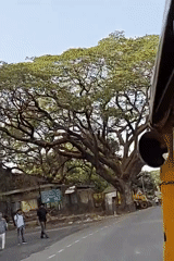 Large roadside tree filmed with pedestrians in Mumbai