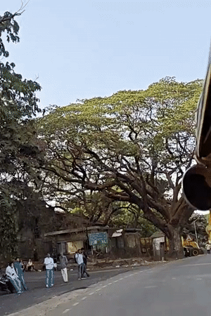 Large roadside tree filmed with pedestrians in Mumbai