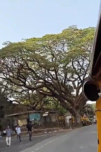 Large roadside tree filmed with pedestrians in Mumbai
