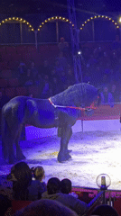 Traditional circus performs in Yambol featuring aerial acts and animals