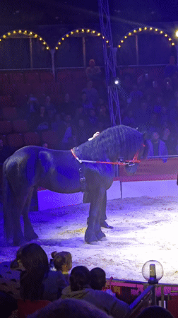 Traditional circus performs in Yambol featuring aerial acts and animals