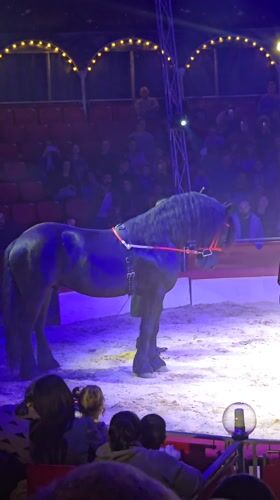 Traditional circus performs in Yambol featuring aerial acts and animals