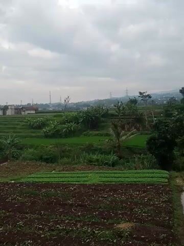 The video shows a vertical landscape view, possibly taken from a slightly elevated position, of a rural area on a cloudy day. In the foreground, there's a plowed field with some green plants visible. Adjacent to it is a narrow channel filled with water or possibly a muddy stream. Beyond the fields, a series of rice paddies or similar agricultural plots stretch into the distance, interspersed with trees and vegetation. The rice paddies are various shades of green, suggesting different stages of growth. In the distant background, a few buildings are visible, along with some industrial structures like power lines. The sky is overcast with a uniform gray color. There are no discernible people or animals in the video.